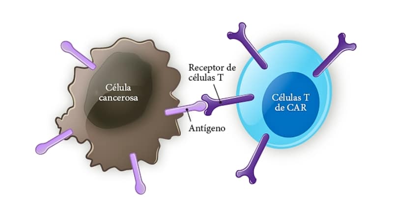México se posiciona a la vanguardia de la medicina de precisión con la implementación de terapias celulares CAR-T, ofreciendo una nueva esperanza a pacientes oncológicos.