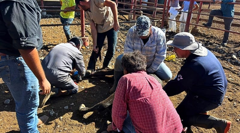 La plaga que afecta a ganado y humanos avanza hacia la frontera y provoca el cierre de puertos ganaderos y recriminaciones diplomáticas.