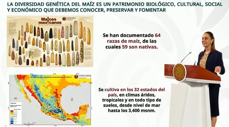 Cada 29 de septiembre se conmemora en México el Día Nacional del Maíz, símbolo de identidad cultural, diversidad biológica y soberanía alimentaria.