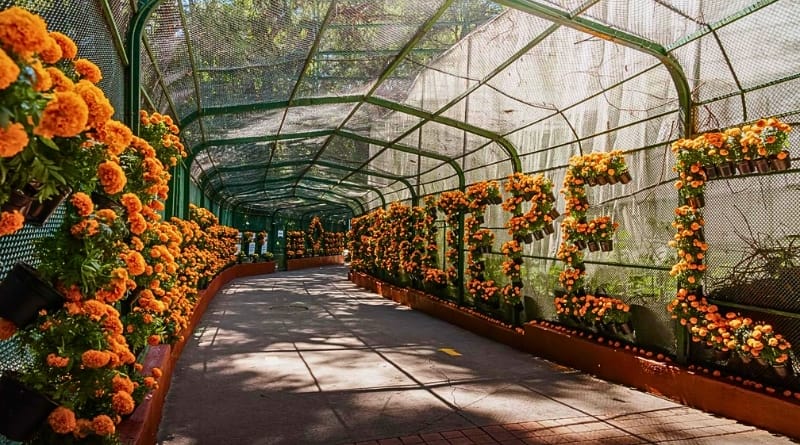 Más de cinco mil flores de cempasúchil del Gobierno de Morelos embellecen el Parque Barranca Chapultepec, en una celebración sustentable del Día de Muertos.
